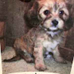 Meet your Posher, Britta